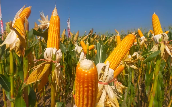 Foto Tanaman jagung hasil program Manajemen Tanaman Sehat Kelompok Tani Makmur Desa Dukuh Dempok, Kecamatan Wuluhan, Kabupaten Jember (Foto: Kelompok Tani Makmur)