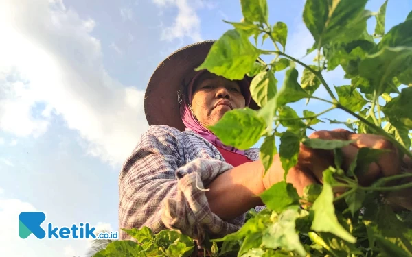 Foto Petani cabai Sriyatun (55), tetap memanen tanaman cabai miliknya, seolah tak peduli dengan harga pasaran yang kian merosot. (Foto: Al Ahmadi/Ketik.co.id)