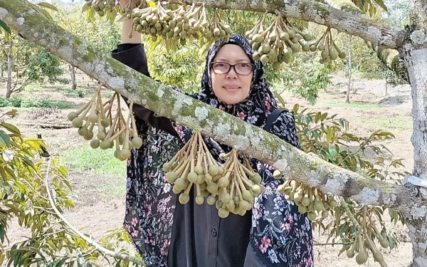 Thumbnail H. Artono Kembangkan Durian Asal Malaysia di Lumajang dan Jember