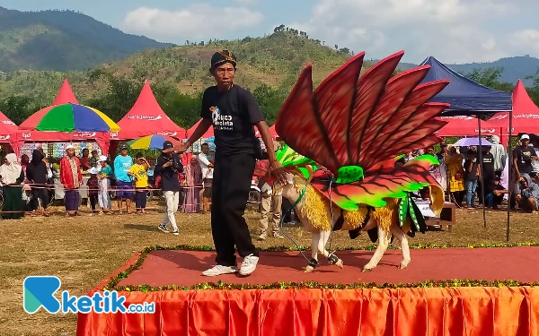 Unik! Domba Fashion Show jadi Ajang Pemberdayaan Peternak Desa di Jember