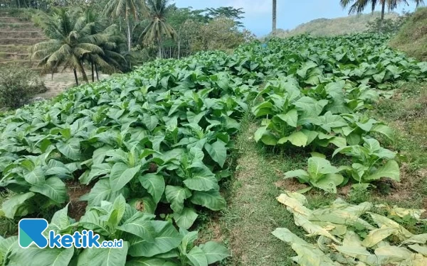 Foto Potret komoditas tembakau di Pacitan yang kini mulai digencarkan. (Foto: Dok. Ketik.co.id)