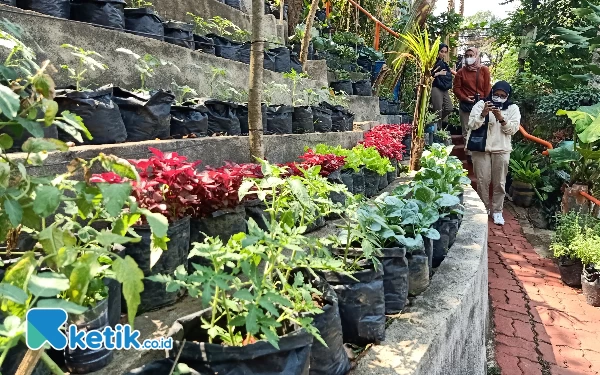 Thumbnail Berita - Lima Kali Panen, Urban Farming Kelurahan Samaan Kota Malang Berhasil Ubah Pola Hidup Warga