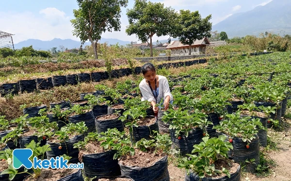 Musim Kemarau Jadi Puncak Panen Stroberi di Kota Batu