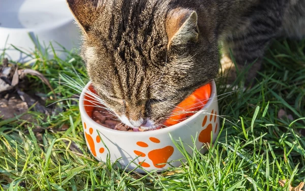 Kucing Lemas Tidak Mau Makan, Bisa Jadi Ini Penyebabnya