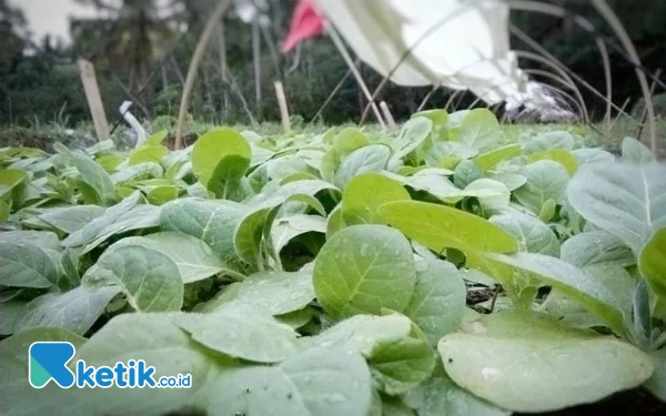 Foto Tanaman tembakau yang saat ini mulai ditanam oleh Petani Pacitan. (Foto: Al Ahmadi/Ketik.co.id)