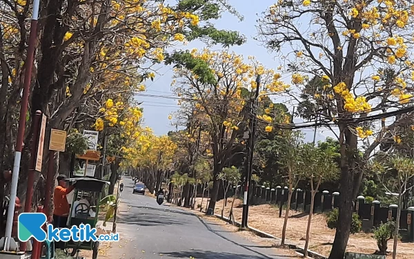 Indahnya Pemandangan Bunga Tabebuya Ala Jepang di Desa Pendem Kota Batu