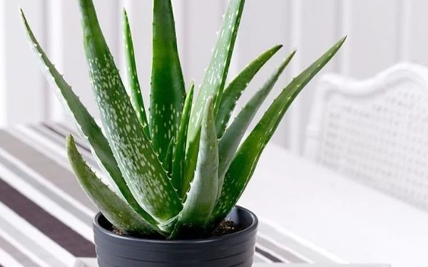 Foto Tanaman Aloevera yang dapat menyerap racun di udara. (Foto: Wikipedia)