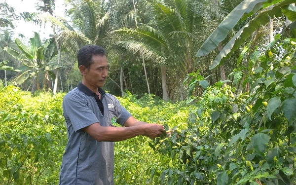 Harga Meroket, Maling Incar Cabai Siap Panen di Lumajang