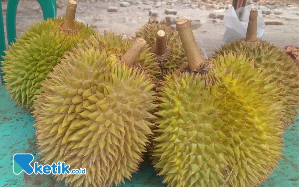 Foto Buah Durian Tarneos Desa Jlodro Kenduruan Tuban (29/10/2023)(Foto Ahmad Istihar/Ketik.co.id)