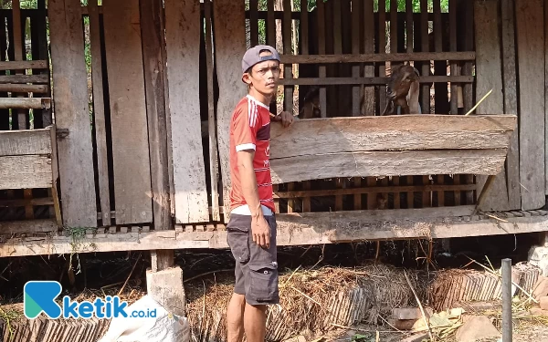 Foto Nika Wahyu Vintarto mulai mengurangi jumlah kambingnya, lantaran tak kuasa mencari rumput yang semakin sulit. (Foto: Al Ahmadi/Ketik.co.id)