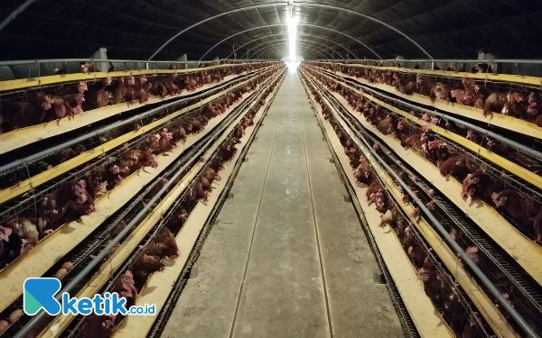 Foto Kandang ayam petelur milik Rizky Sabil di Jember. (Foto: Naufal/Ketik.co.id)