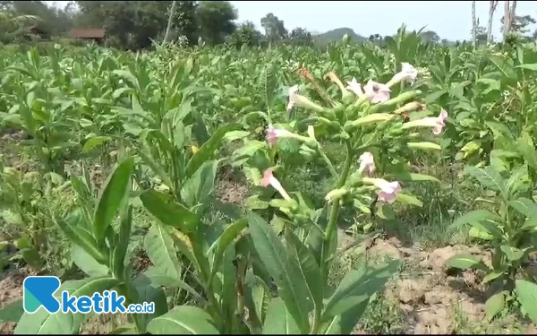 Thumbnail Berita - Petani Tembakau Jember Sayangkan Hasil Panen Meningkat Tapi Tetap Impor