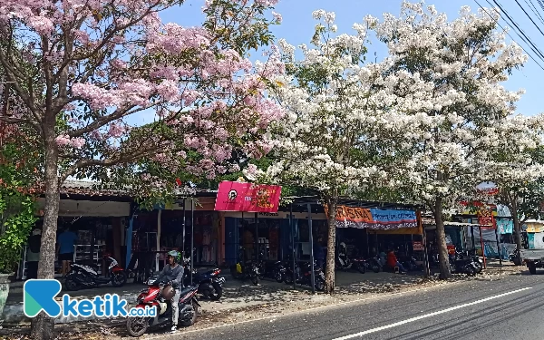 Indahnya Tabebuya Bermekaran di Sepanjang Jalan Kota Malang