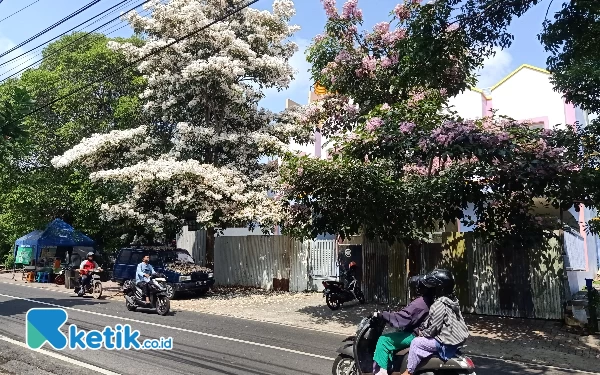 Foto Suasana Jalan Tawangmangu saat bunga tabebuya mulai mekar. (Foto: Lutfia/Ketik.co.id)