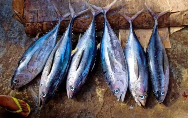 Thumbnail Berita - Sering Dianggap Sama, Inilah Perbedaan Ikan Tongkol dan Cakalang
