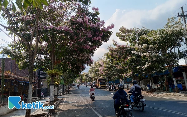 Thumbnail Warna-warni Bunga Tabebuya Percantik Jalan Panglima Sudirman Kota Batu