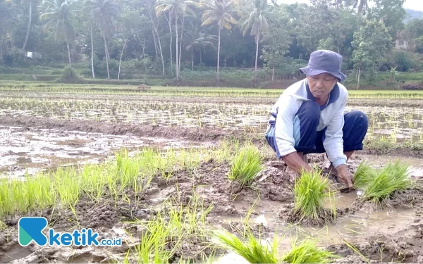 Musim Tanam Padi Mundur, Bikin Petani di Pacitan Nganggur