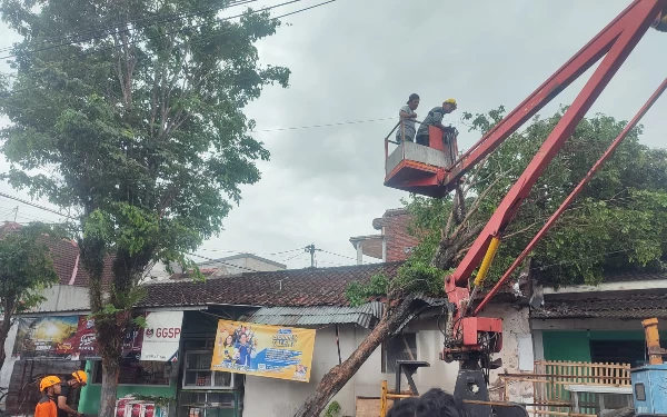 Pohon Tumbang dan Belasan Rumah Rusak Akibat Hujan Disertai Angin Kencang di Bondowoso