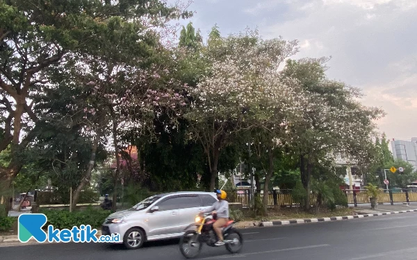 Foto Bunga Tabebuya yang masih mekar di Jalan Diponegoro Surabaya. (Foto: Shinta Miranda/Ketik.co.id)