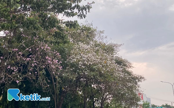 Foto Bunga Tabebuya berwarna pink dan putih di Jln Diponegoro. (Foto: Shinta Miranda/Ketik.co.id)