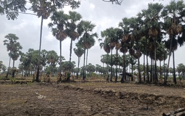 Foto Pohon aren yang tumbuh subur di Wahana Wisata, Benowo Surabaya
(Foto: Ara for Ketik.co.id)