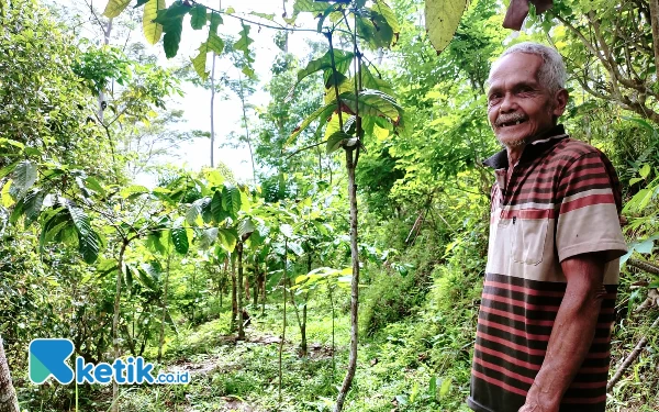 Foto Petani Kopi Sambung Pucuk, Kateni (78) asal Dusun Krajan, Desa Punjung, Kebonagung, Pacitan. (Foto: Al Ahmadi/Ketik.co.id)