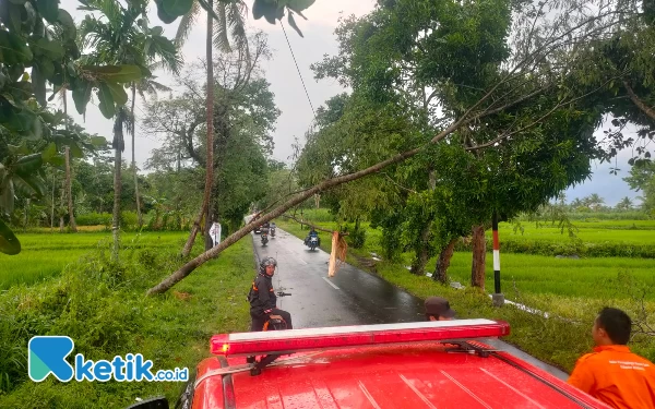 Seorang Pengendara Motor Tewas Akibat Pohon Tumbang di Bondowoso