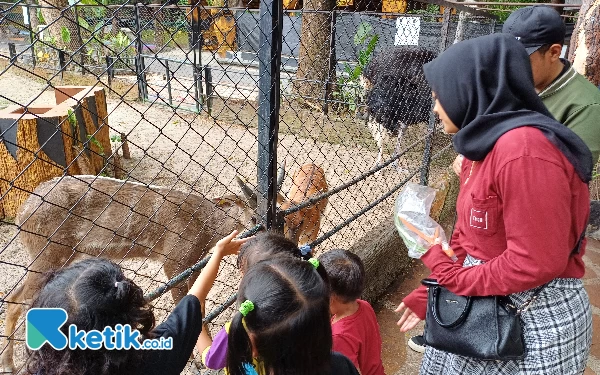 Thumbnail Berita - Liburan Tahun Baru 2024, Yuk Nikmati Night Zoo di KBS