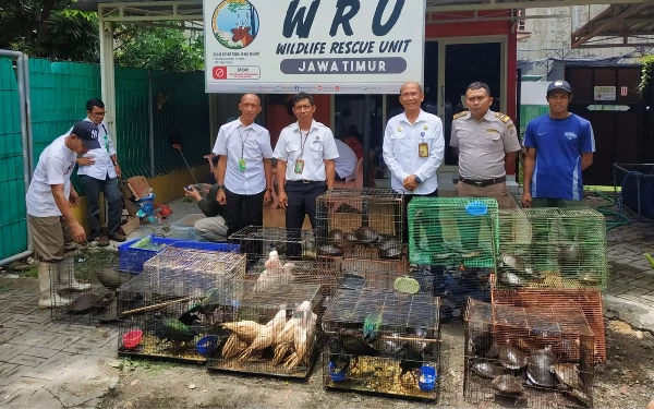 Ratusan Reptil Diselundupkan dalam Koper, Kadal Papua hingga Ular Sanca Air