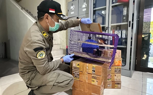 Foto Pelayanan Karatina berhasil gagalkan upaya penyelundupan burung tanpa ada dokumen karantina. (Foto: Dok. BBKP Surabaya)