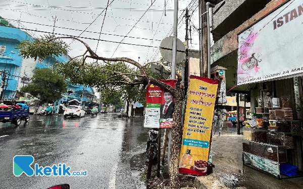 Thumbnail Berita - Cegah Pohon Tumbang, DLH Kota Malang Lelang Pohon Tua Sekaligus Tingkatkan PAD