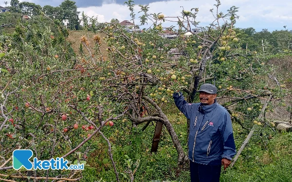 Foto Hamparan lahan perkebunan apel milik Utomo di Dusun Gerdu Desa Tulungrejo Kecamatan Bumiaji Kota Batu. (Foto: Sholeh/ketik.co.id)