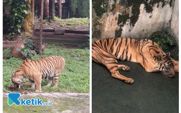 Thumbnail Berita - Terbalik! Harimau di Medan Zoo Tak Terawat hingga Mati, di Surabaya Zoo Sehat dan Gemuk