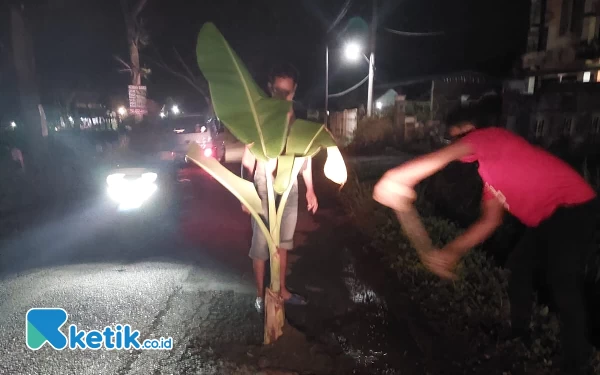 Jengkel Jalan Rusak, Warga Dua Padukuhan Sleman Tanami Pohon Pisang di Jalan Provinsi