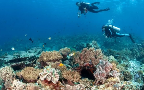 Melihat Keindahan Alam Bawah Laut Taman Nasional Wakatobi