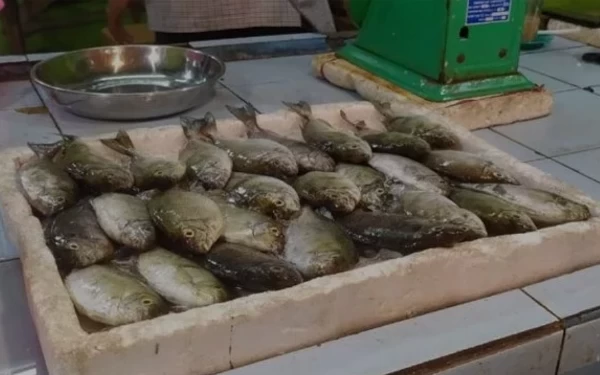 Thumbnail Berita - Imlek, Ikan Dingis Pulau Pecong Laris Manis Diburu Warga Singapura