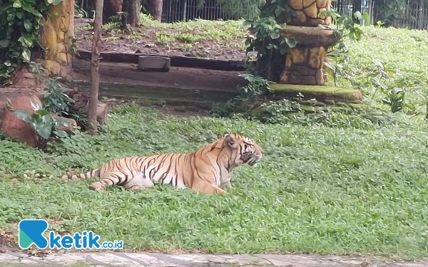 Thumbnail Ngeri! Balita 2,5 Tahun Diterkam Harimau Sumatera di Siak, Masuk Rumah dari Dapur