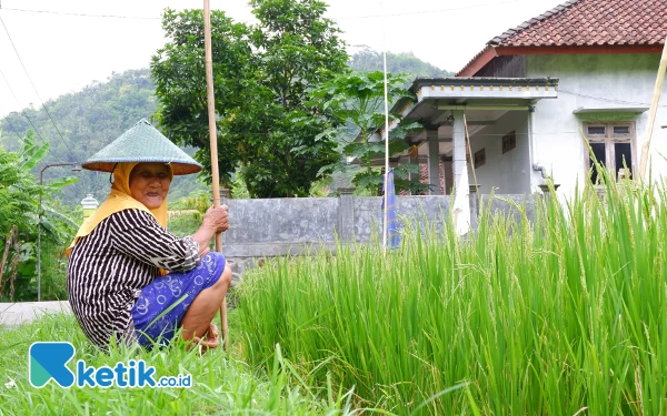 Akses Pupuk Subsidi di Pacitan Dipersulit, Petani: Ada Permainan Mafia