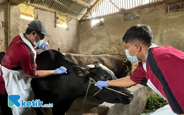 Foto Pemberian vaksin kepada ternak untuk menghindari PMK. (Foto: Lutfia/Ketik.co.id)