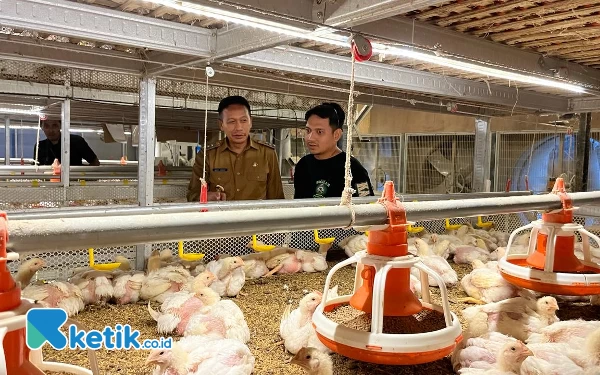 Thumbnail Kelola Peternakan Modern, Peternak Kota Malang Ini Sukses Produksi 87 Ton Daging Ayam