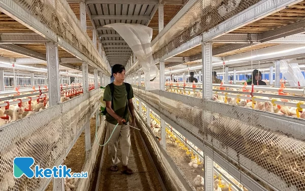 Foto Pemberian disinfeksi pada ayam-ayam yang ada di peternakan milik Hudan. (Foto: Lutfia/Ketik.co.id)