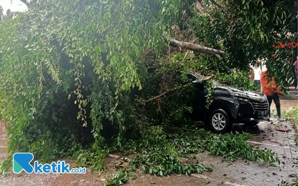 Foto Pohon tumbang di kantor BPPD Pemkab Sidoarjo di Jalan Pahlawan . (Foto: Istimewa)