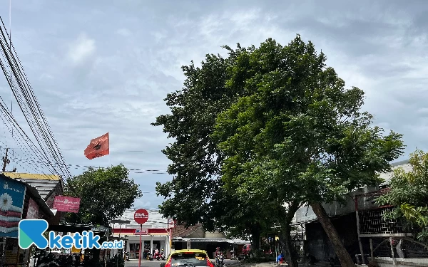 Dua Hari Dilanda Angin Kencang Banyak Pohon Tumbang Di Kota Malang 4353