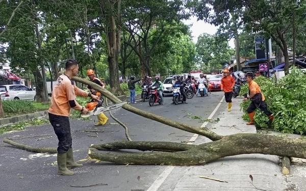 Thumbnail Cuaca Ekstrem, DLH Kota Malang Antisipasi Pohon Tumbang