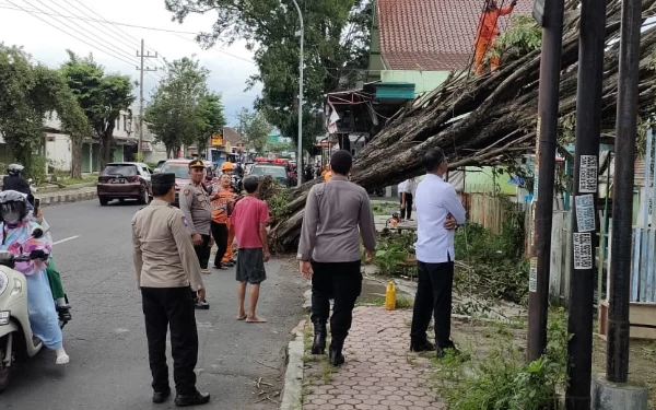 Thumbnail Berita - BPBD Bondowoso: 3 Hari, Sejumlah Pohon Tumbang Akibat Cuaca Ekstrem