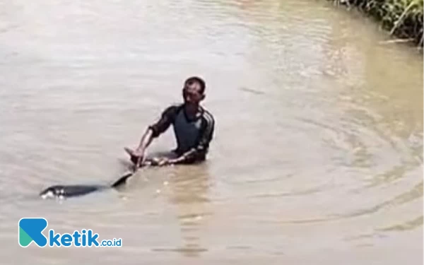Thumbnail Berita - Heboh! Warga Situbondo Temukan Lumba-Lumba di Aliran Sungai Air Tawar