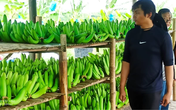 Foto Suasana markas petani klaster usaha pisang cavendish Sumber Makmur Organik di Desa Wonorejo, Kabupaten Pasuruan (27/3/2024). (Foto: Dok. BRI)