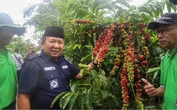 Soal Pembabatan Kopi Milo, Kades Pace Bakal Dimediasi Pemkab Jember