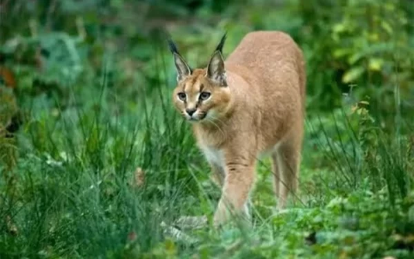 Thumbnail Berita - Mengenal Kucing Caracal, Anabul yang Diungkap Rachel Vennya Ditelantarkan Mantan Suami