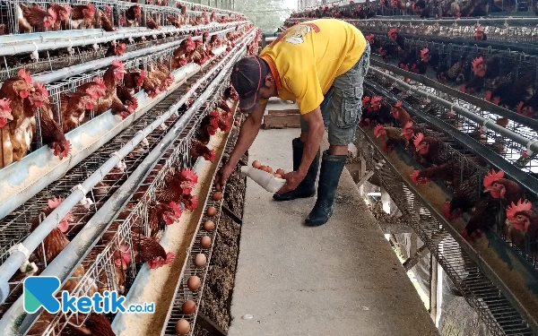 Peternak Ayam Petelur Merugi, Pemkot Batu Siapkan Subsidi Pakan Jagung